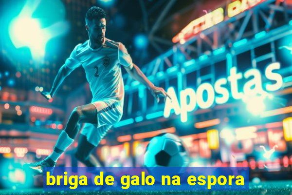 briga de galo na espora